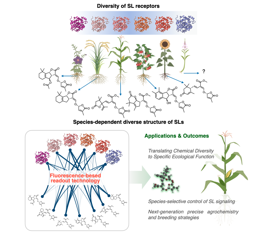 Chemistry Letters highlight review figure on strigolactone receptors