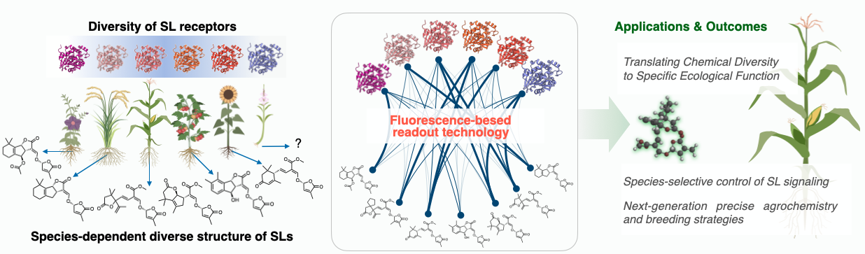 Chemistry Letters highlight review figure on strigolactone receptors